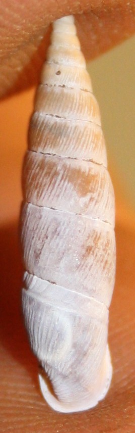 Charpentieria itala punctata e Cochlodina incisa